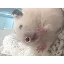 ユメ