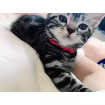 夢乃 サラ