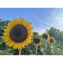 あおい