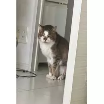 美玲
