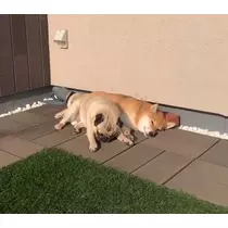 さくら
