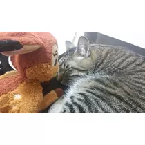 彩