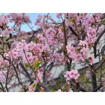 みき