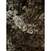 りか