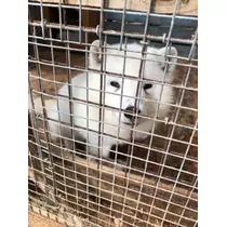 愛羽 仁美