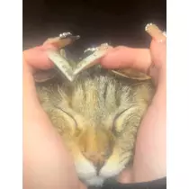 セナ