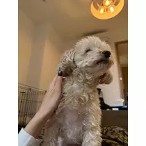 ナナ