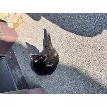 ユメ