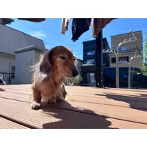 ひなた