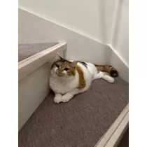 メイ