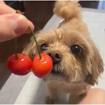 なこ