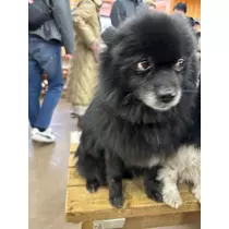 かりん