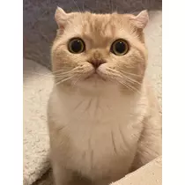 あおい
