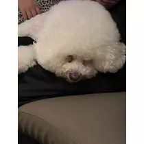 あこ