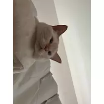 足立 はな