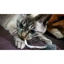 ひな