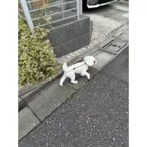 あかね