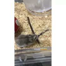 かびるんるんさわ