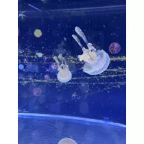 七星 ゆめ