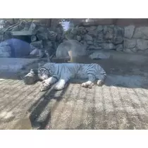 らん