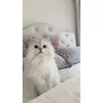 由依