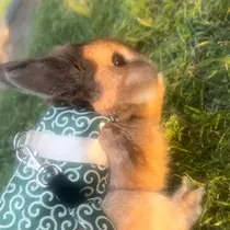 セナ
