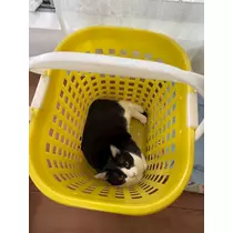 ナギ