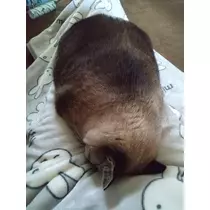 ひな