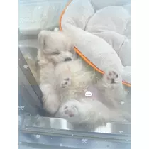 せいら