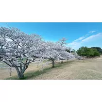 あすか