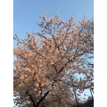 らら
