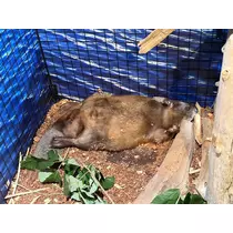 まい