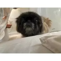夏目 梨仔