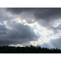 椿綺 楓