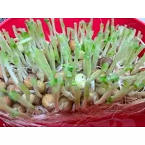 立華 碧