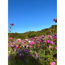 なこ