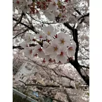 ましろ