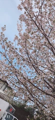 日曜日に🌸❄️️