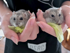 🐹