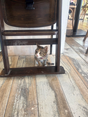 ぬ