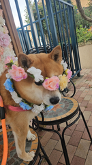 お散歩🐕 ͗ ͗