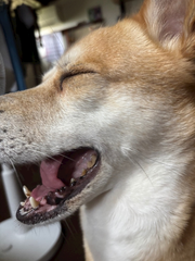 🐕 ͗ ͗ ͗