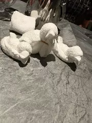 ヒヨコとペンギン