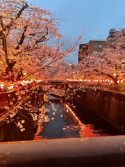 さくら🌸