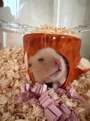 みゆ日記
