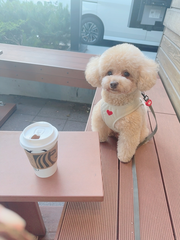愛犬とスタバ❤️