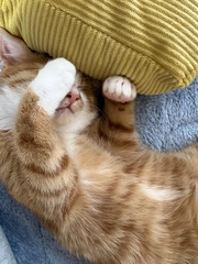 猫ちゃん🐱
