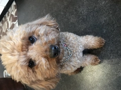 可愛い♥️♥️♥️🐶