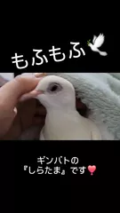 レイラの日記 20260523