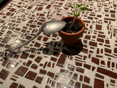 🌱